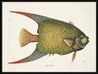 Картина Рыба-ангел. (1754)