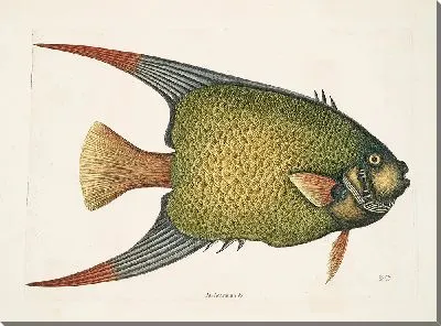 Картина Рыба-ангел. (1754)