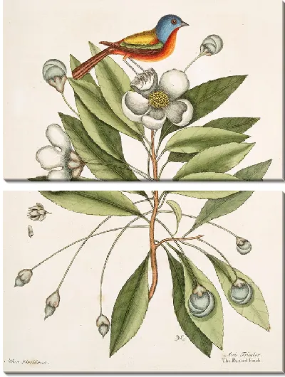 Картина Авис Триколор, Расписной зяблик. (1754)