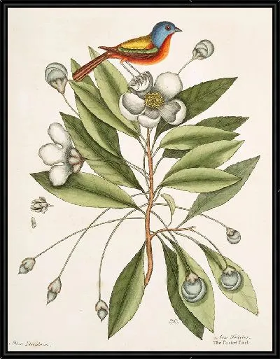 Картина Авис Триколор, Расписной зяблик. (1754)