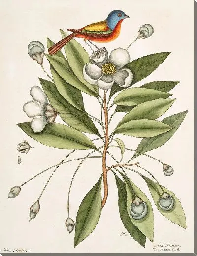 Картина Авис Триколор, Расписной зяблик. (1754)