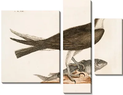 Картина Рыболовный ястреб (1754)