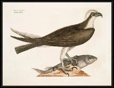 Картина Рыболовный ястреб (1754)