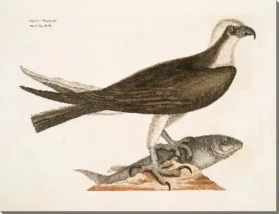 Рыболовный ястреб (1754)