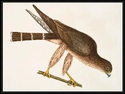 Картина Голубь-ястреб (1754)