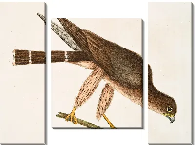 Голубь-ястреб (1754)