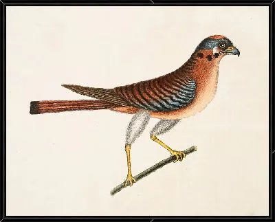 Картина Малый Ястреб (1754)