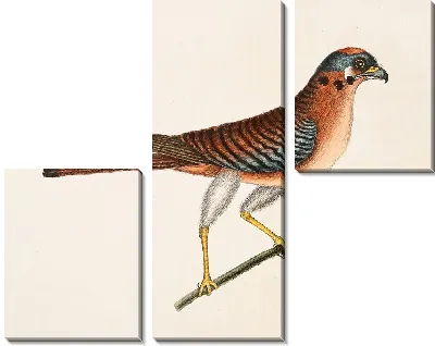 Малый Ястреб (1754)