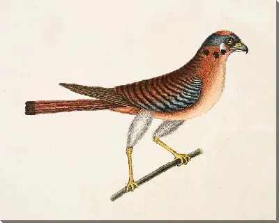 Малый Ястреб (1754)