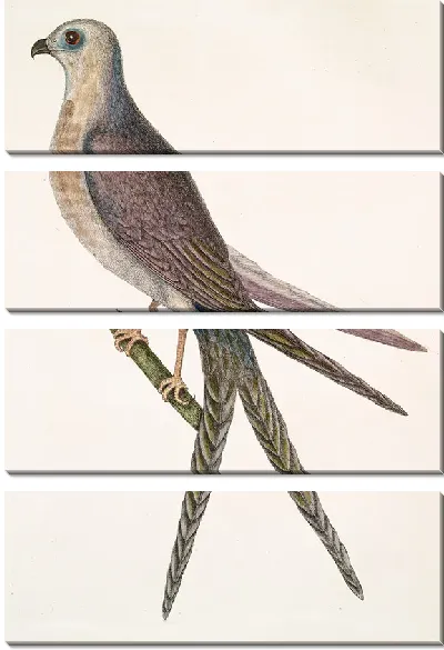 Картина Ястреб-ласточкин хвост с раздвоенным хвостом. (1754)