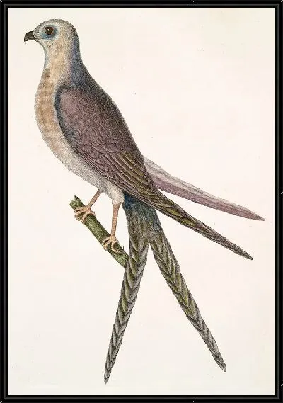 Картина Ястреб-ласточкин хвост с раздвоенным хвостом. (1754)