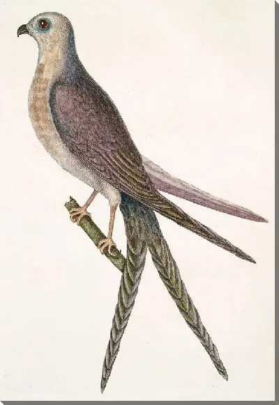 Картина Ястреб-ласточкин хвост с раздвоенным хвостом. (1754)