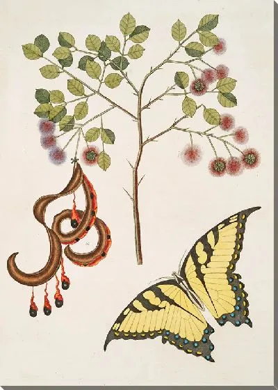 Картина Акация с более крупными листьями (1754)