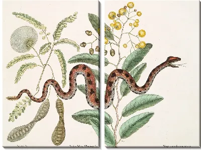 Картина Маленькая гремучая змея. (1754)