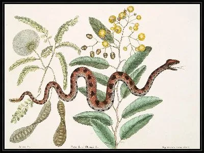 Картина Маленькая гремучая змея. (1754)