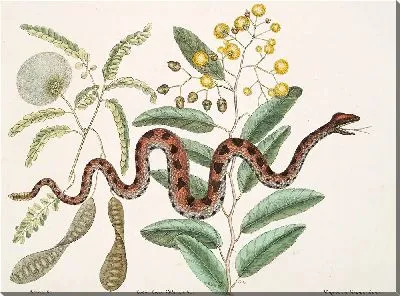 Картина Маленькая гремучая змея. (1754)