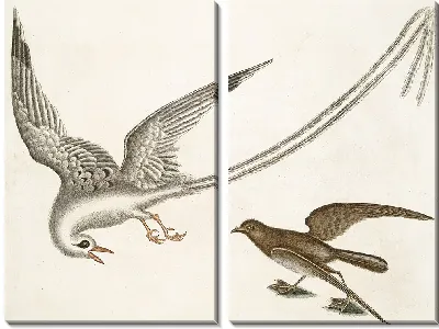 Картина Птица-тропик, Шторм-Финк (1754)