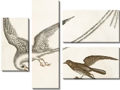 Картина Птица-тропик, Шторм-Финк (1754)