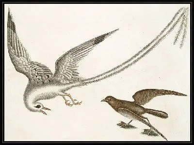 Картина Птица-тропик, Шторм-Финк (1754)