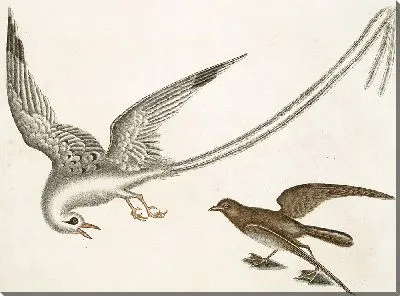 Картина Птица-тропик, Шторм-Финк (1754)