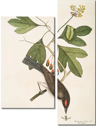 Картина Мухоловка Красная Корона, Тиран (1754)