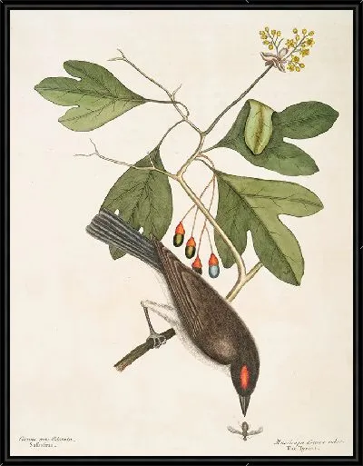 Картина Мухоловка Красная Корона, Тиран (1754)