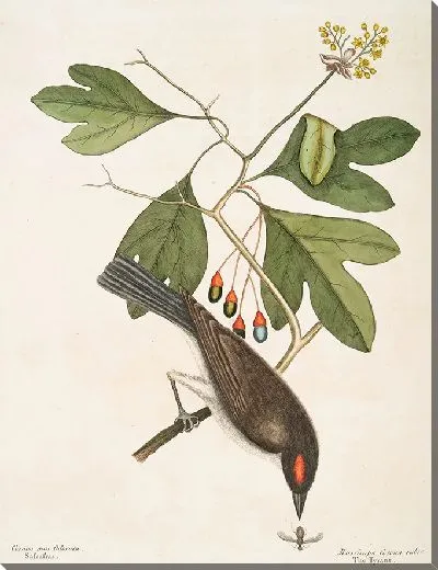 Картина Мухоловка Красная Корона, Тиран (1754)