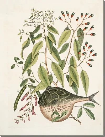 Картина Рыба-Шар (1754)