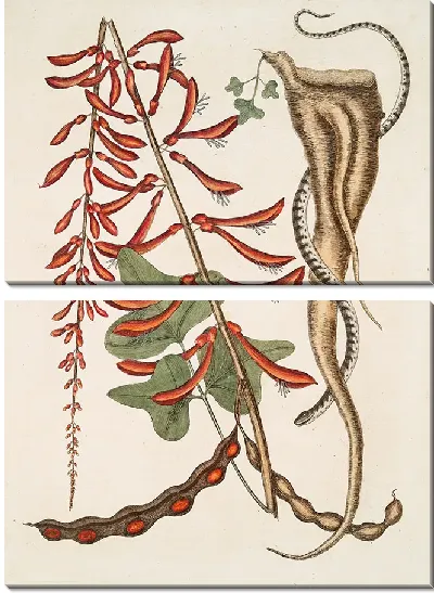 Картина Кораллодендрон и маленькая коричневая змея-бусинка (1754)