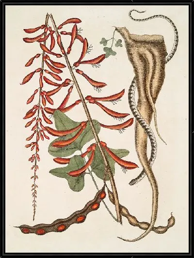 Картина Кораллодендрон и маленькая коричневая змея-бусинка (1754)