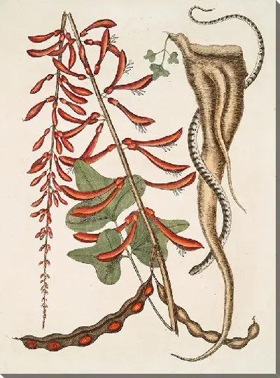 Картина Кораллодендрон и маленькая коричневая змея-бусинка (1754)