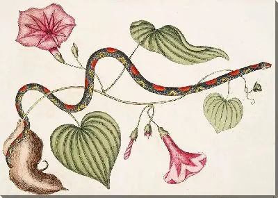 Картина Вирджинский картофель и змея-бусина (1754)