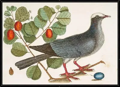 Картина Белоголовый голубь, куст котини с почти толстым листом, кокосовая слива (1754)