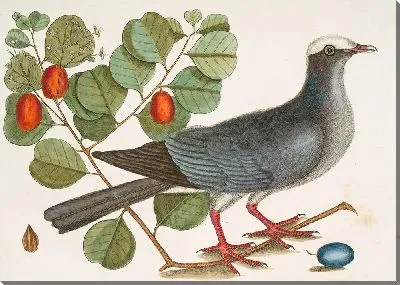 Картина Белоголовый голубь, куст котини с почти толстым листом, кокосовая слива (1754)