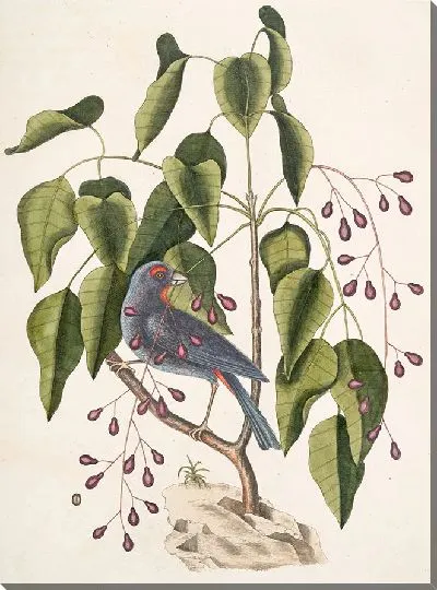 Картина Пурпурный толстый клюв (1754)