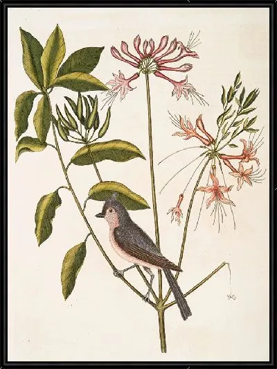 Картина Жимолость прямостоячая и хохлатая синичка (1754)