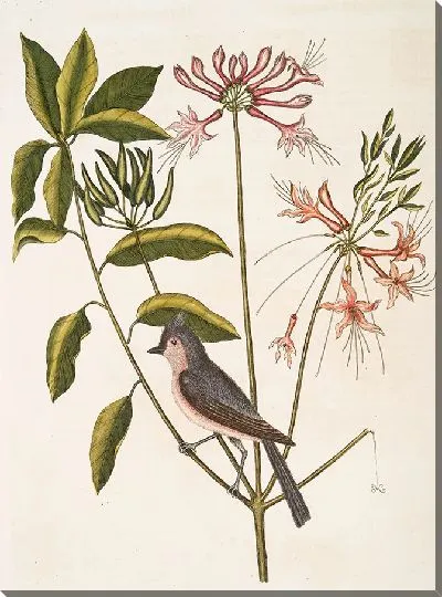 Картина Жимолость прямостоячая и хохлатая синичка (1754)