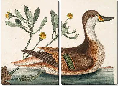 Картина Утка Илатера (1754)
