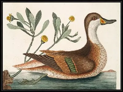 Картина Утка Илатера (1754)