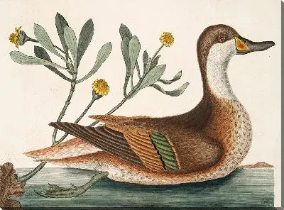 Картина Утка Илатера (1754)