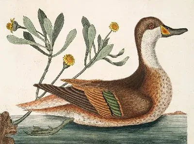 Картина Утка Илатера (1754)