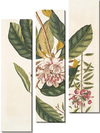 Картина Хамадафна вечнозеленая (1754)