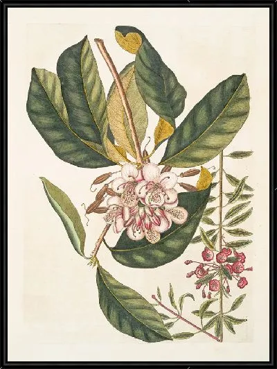 Картина Хамадафна вечнозеленая (1754)