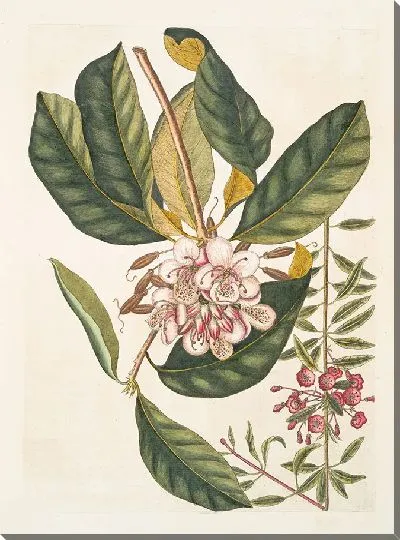 Картина Хамадафна вечнозеленая (1754)