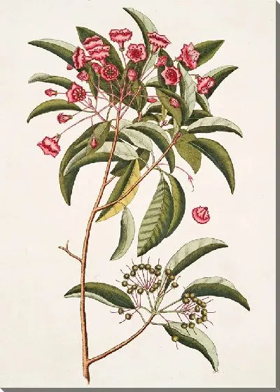 Картина Хамедафна покидает Тини (1754)