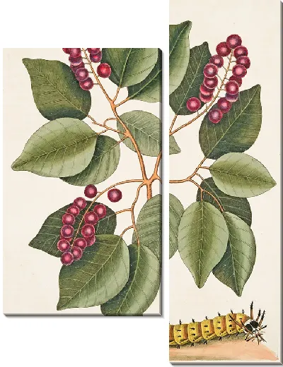Картина Вишня и большая рогатая гусеница (1754)