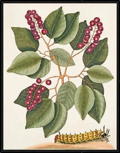 Картина Вишня и большая рогатая гусеница (1754)