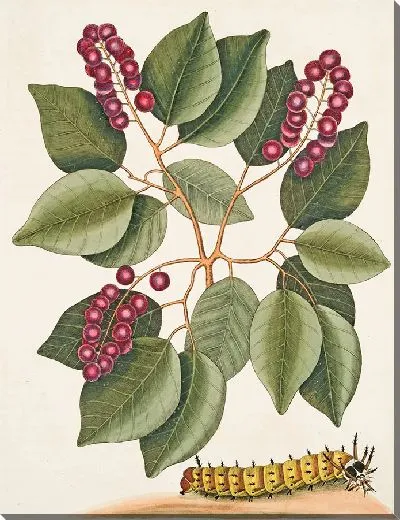 Картина Вишня и большая рогатая гусеница (1754)