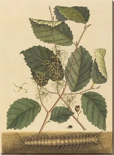 Картина Многоножка (1731-1743)