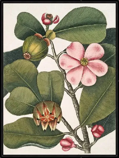 Картина Бальзамовое дерево (1754)